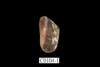 藏品(殼菜蛤)的圖片